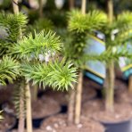 Araukária andská (Araucaria araucana) - výška 25-35 cm; kont. C3L (-18°C)